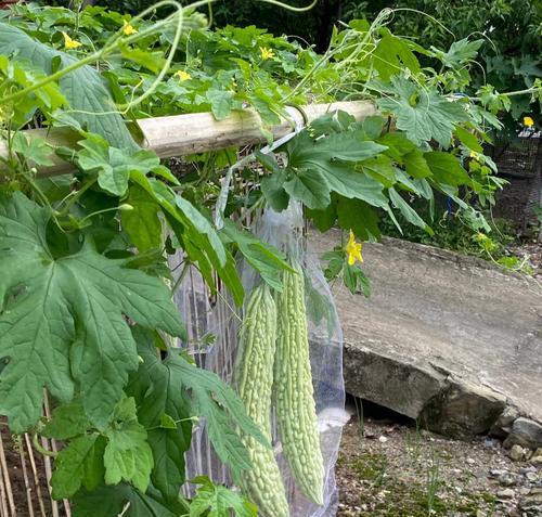 苦瓜种植方法详解