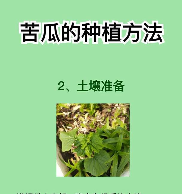 苦瓜种植方法详解