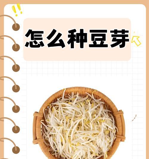 催芽了怎么种菜：全面指导与技巧分享