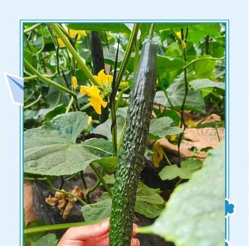 催芽了怎么种菜：全面指导与技巧分享