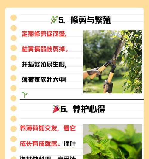 薄荷干了怎么修剪枝条：全面养护指南