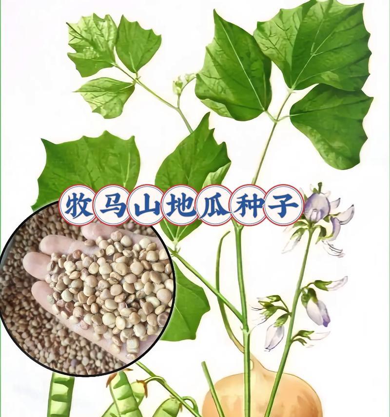 怎么催芽凉薯：全面指导及技巧分享