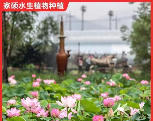 冰培荷花种植方法详解
