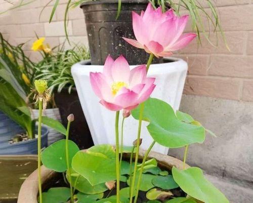 冰培荷花种植方法详解
