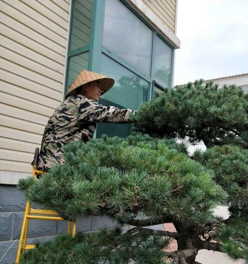 蚕蛾怎么修剪枝叶