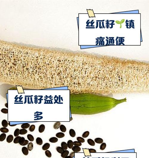 丝瓜种子要催芽吗怎么种？新手种植丝瓜的完全指南