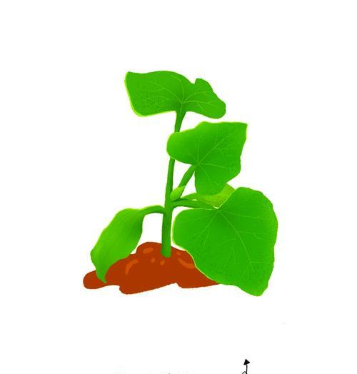丝瓜种子要催芽吗怎么种？新手种植丝瓜的完全指南