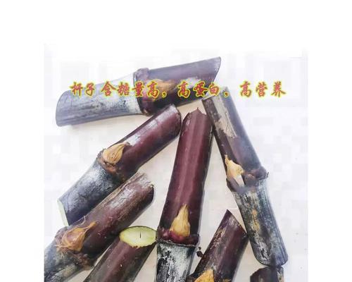 四象草的种植方法及注意事项