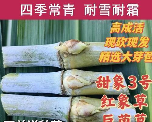 四象草的种植方法及注意事项