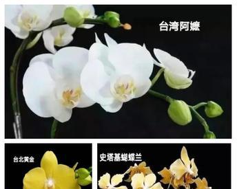 蝴蝶兰的催芽在家怎么能种出来