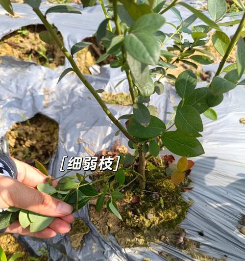 南美青叶枝条修剪指南：步骤详解与技巧分享