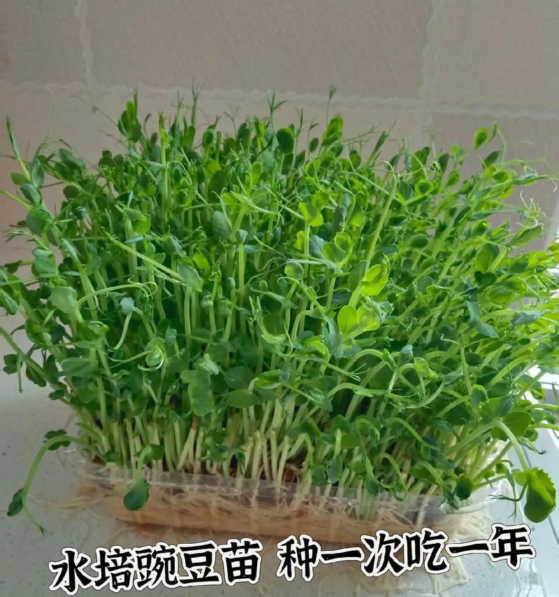 催芽后豌豆苗怎么播种