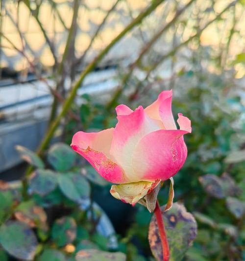 花冬天怎么修剪枝条