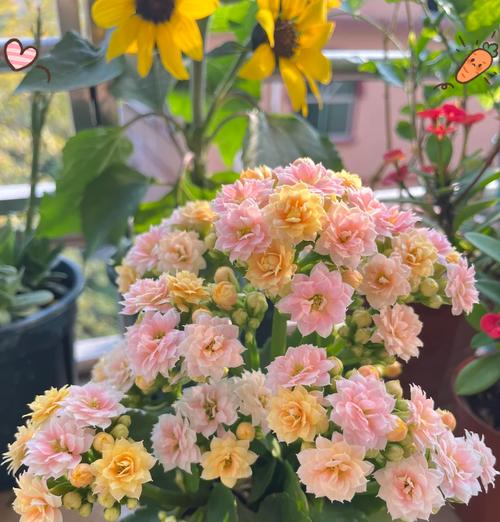 花冬天怎么修剪枝条