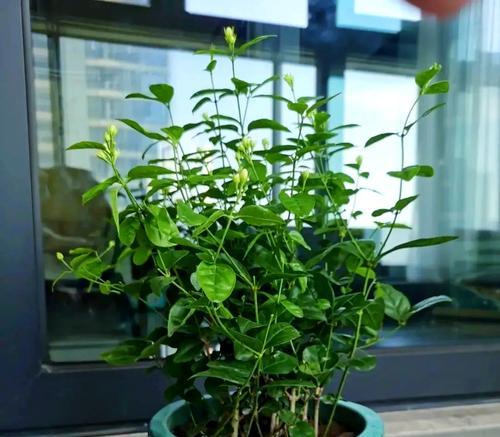 花冬天怎么修剪枝条