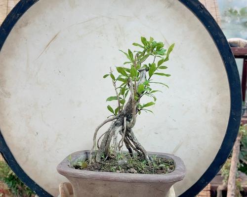 牧丹石榴种植方法：步骤详解与养护要点