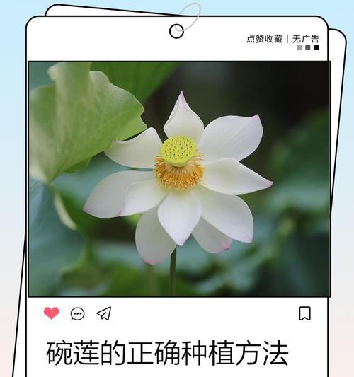 晚莲种植方法全攻略