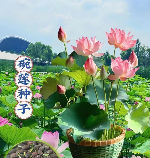 晚莲种植方法全攻略