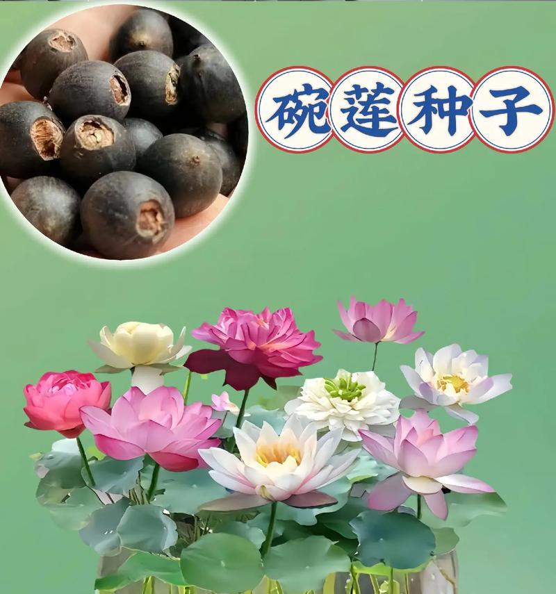 晚莲种植方法全攻略