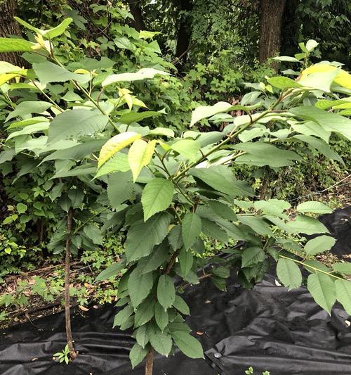 紫菀夏天怎么修剪枝条