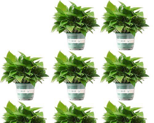 【标题】土培盆栽的种植方法指南：从选土到养护一网打尽