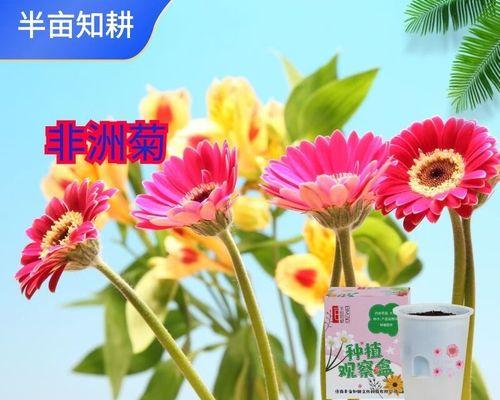 【标题】土培盆栽的种植方法指南：从选土到养护一网打尽