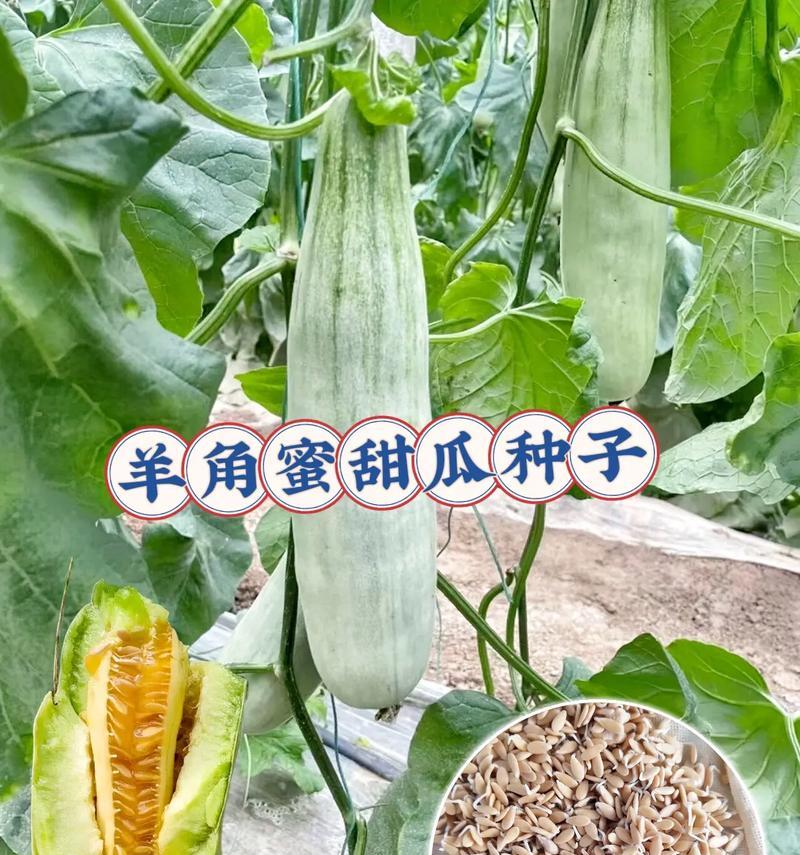 怎么给甜瓜种子催芽