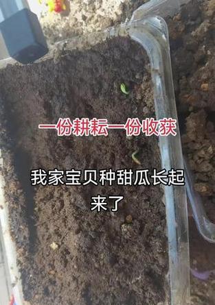 怎么给甜瓜种子催芽