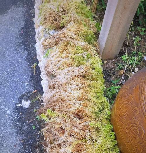 水苔催芽喷水吗？全面解析催芽过程中的水分管理
