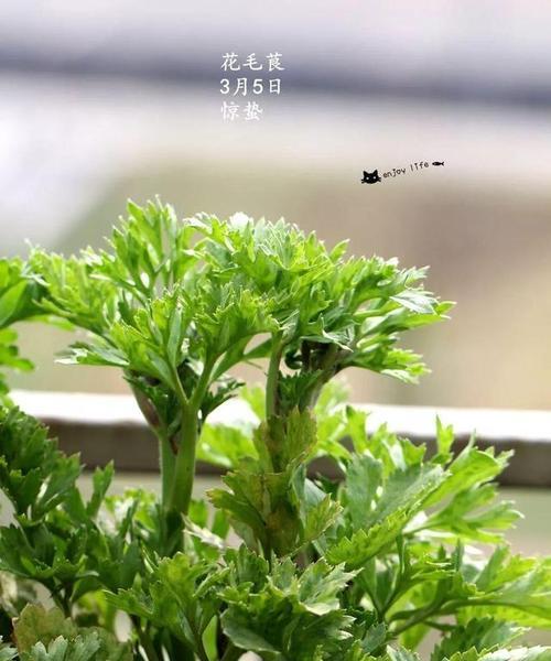 水苔催芽喷水吗？全面解析催芽过程中的水分管理