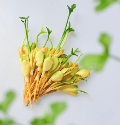 水苔催芽喷水吗？全面解析催芽过程中的水分管理