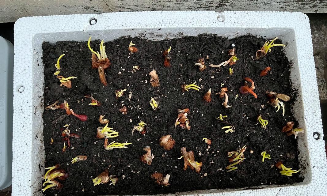 四川葱种植方法详解
