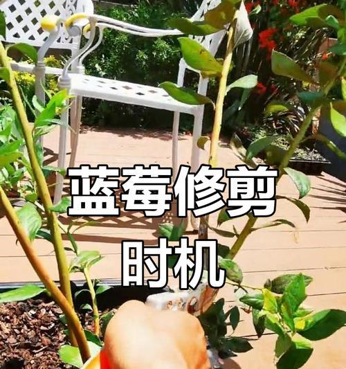 修剪枝条齐根怎么修剪