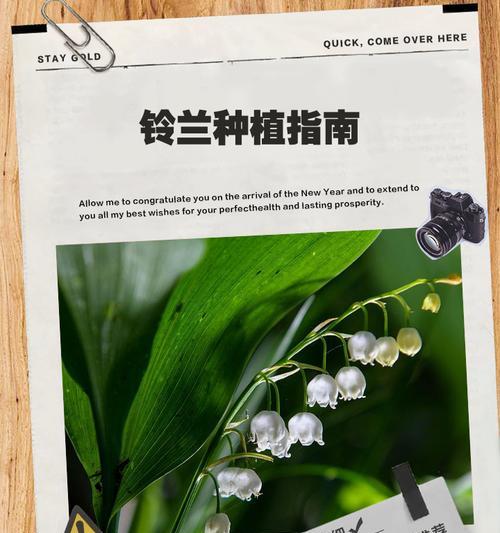 铃兰红种子怎么种植？全面指南助您轻松培育美丽花朵