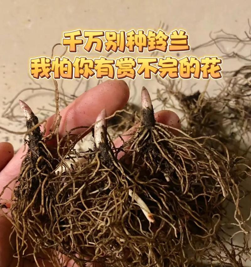 铃兰红种子怎么种植？全面指南助您轻松培育美丽花朵