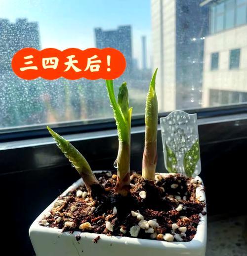 铃兰红种子怎么种植？全面指南助您轻松培育美丽花朵