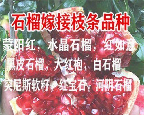 接穗怎么修剪枝条