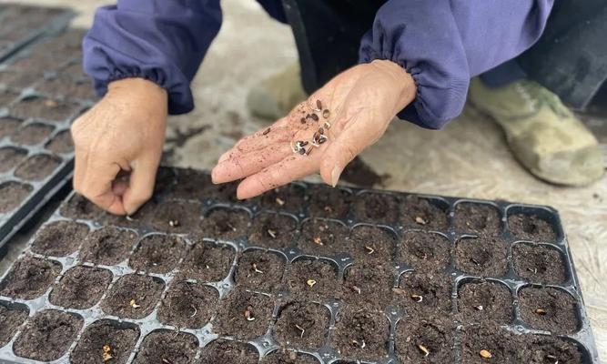 花蜜瓜怎么催芽：全面指导与技巧分享