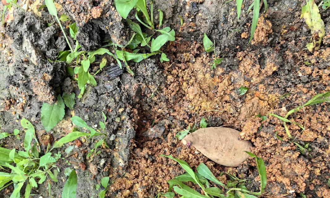 花蜜瓜怎么催芽：全面指导与技巧分享