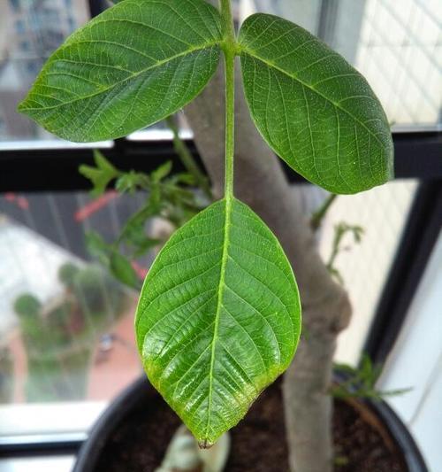 核桃不玩了怎么催芽