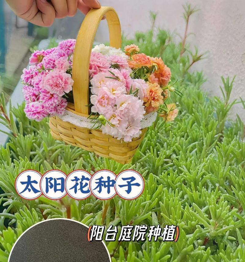 春天花卉种植全攻略：播种、培育到绽放