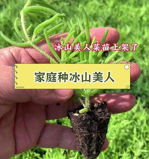 冰菜自种怎么种植方法