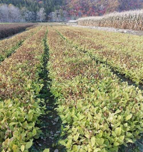 五味子怎么种植——全面种植方法指南