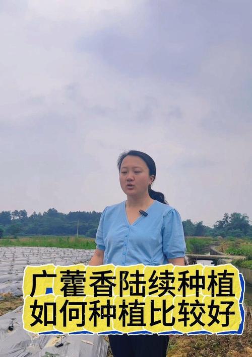 藿香种植方法与技巧