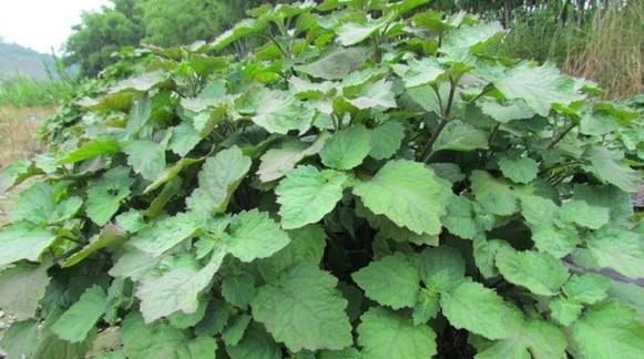 藿香种植方法与技巧