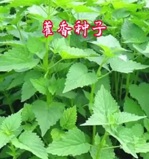 藿香种植方法与技巧