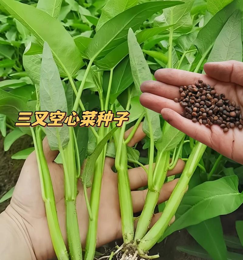 通心菜仔种植方法：一步步带你成为种植达人