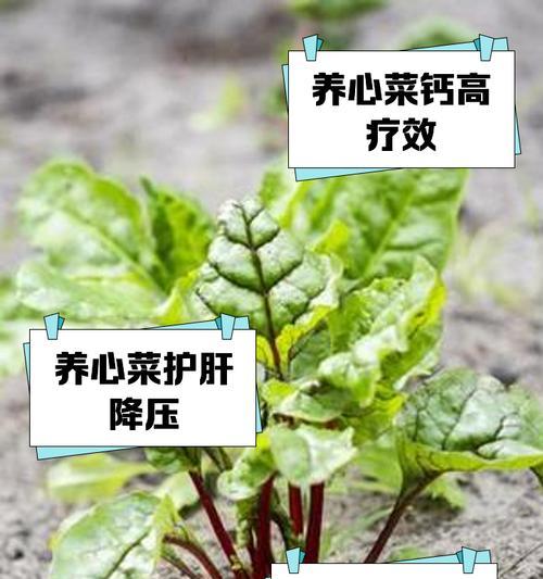 通心菜仔种植方法：一步步带你成为种植达人