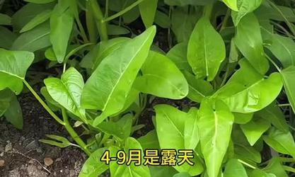 通心菜仔种植方法：一步步带你成为种植达人