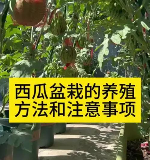 西瓜修剪枝怎么修剪好看
